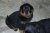 Puppies J